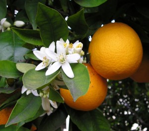 Orange flower and frui