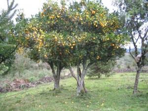 Orange tree