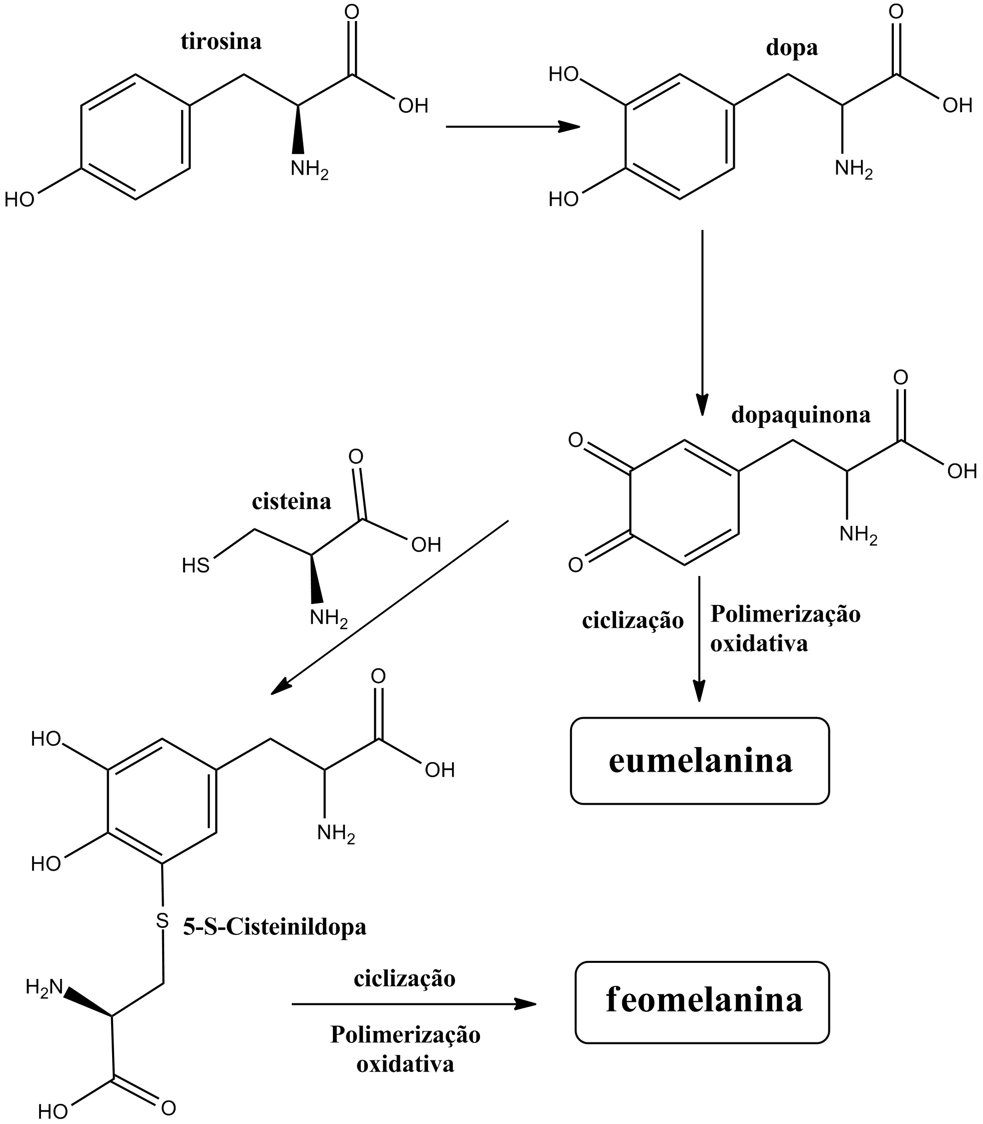Mecanismo para a formação de eumelaninas e feomelaninas